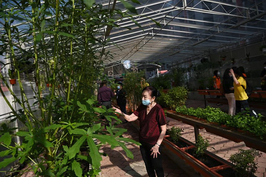 Elderly woman looking at the plants in the community garden