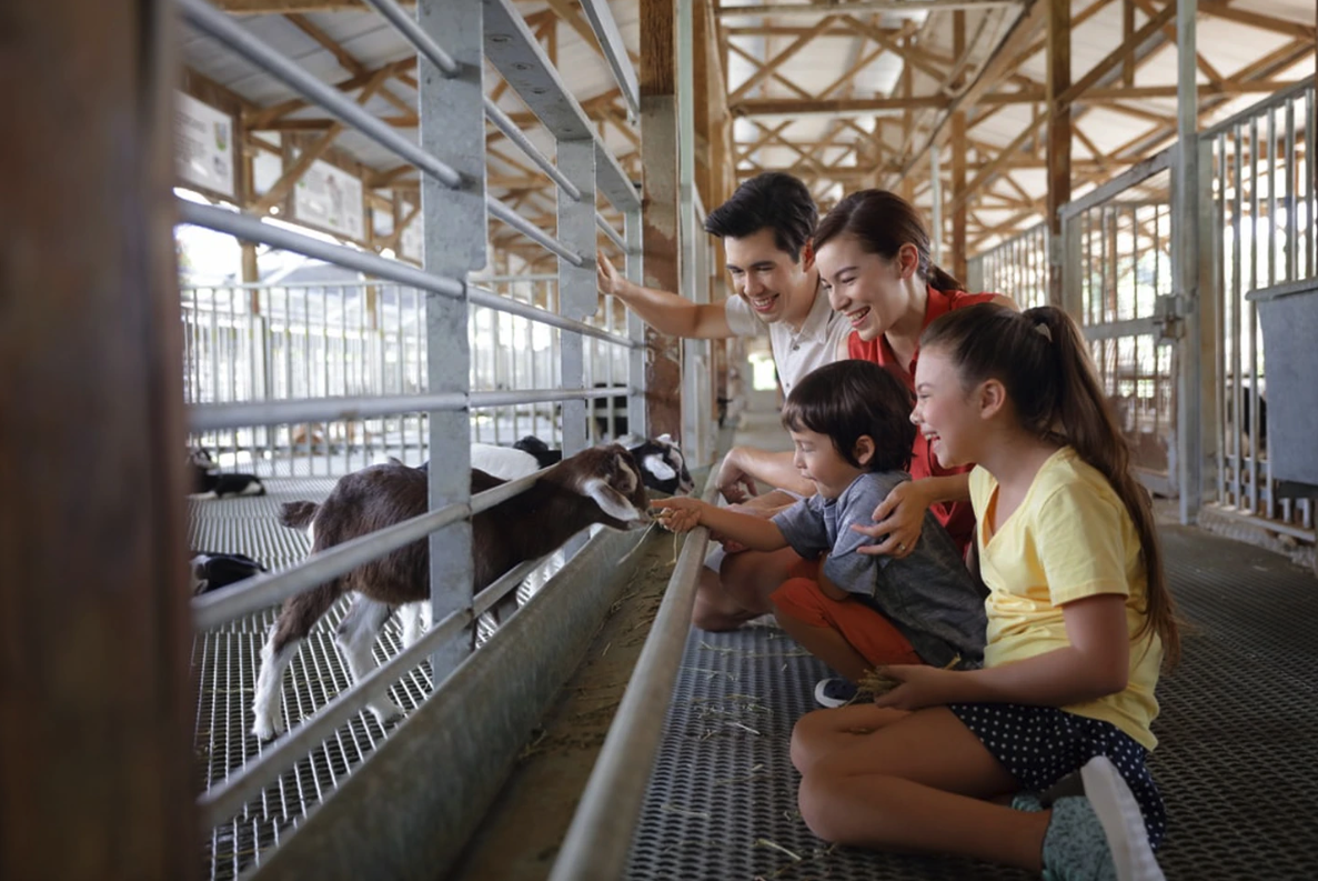 Family of four feeding the goats with grass